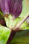 Bottle gentian